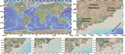 Sounds of snapping shrimp (Alpheidae) as important input to the soundscape in the southeast China coastal sea